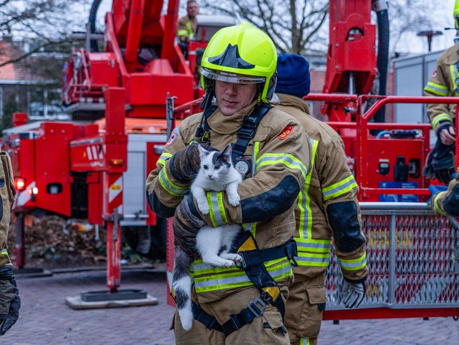 Brandweer Haalt Kat Uit Boom Op De Groeneweg Vlaardingen24