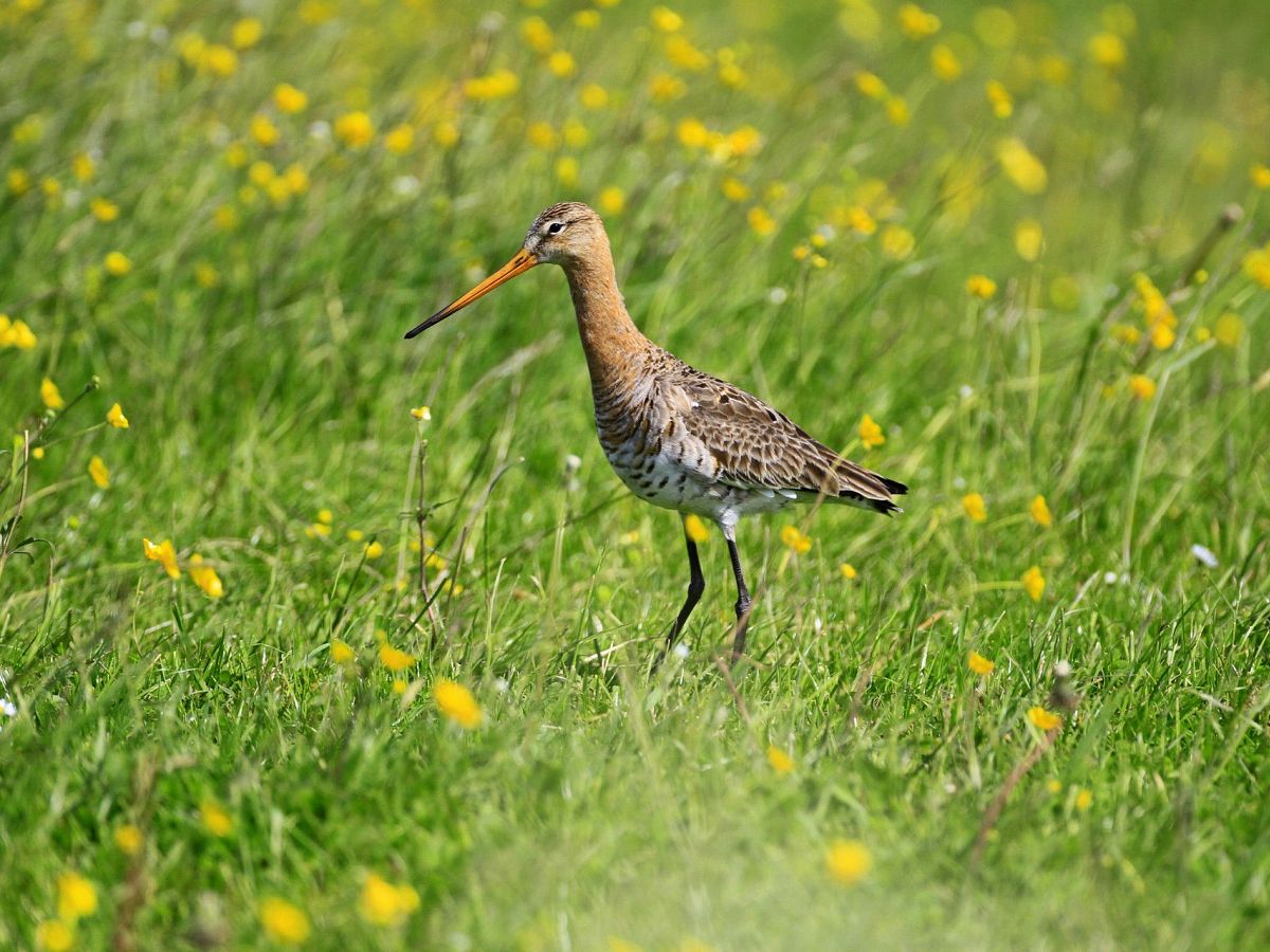 Welkom Bedreigde Weidevogels Bereid In Noord Kethel Schiedam24