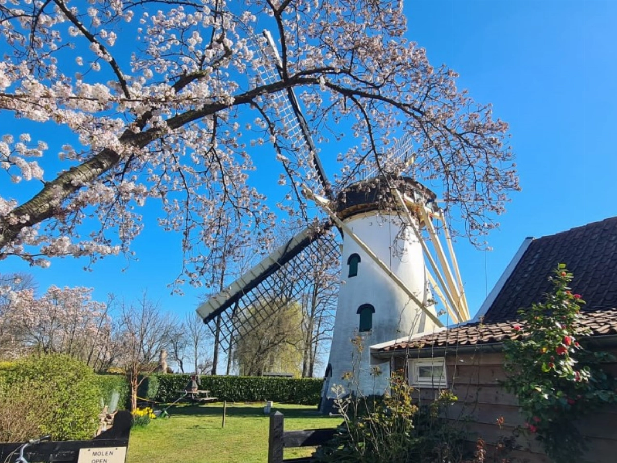 Molen Mijnsheerenland maalt dankzij Restauratie Werkplaats