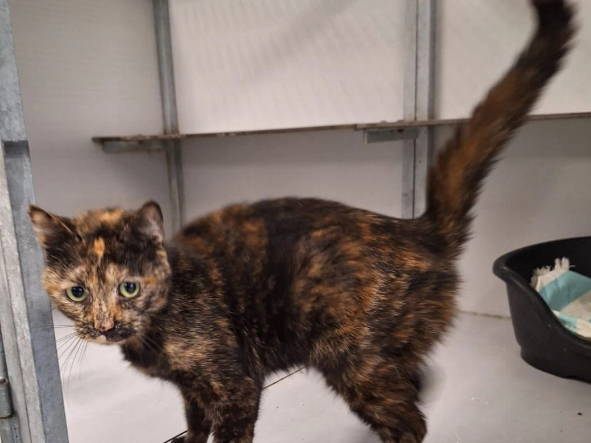 poes-gevonden-in-vlaardingen-vlaardingen24