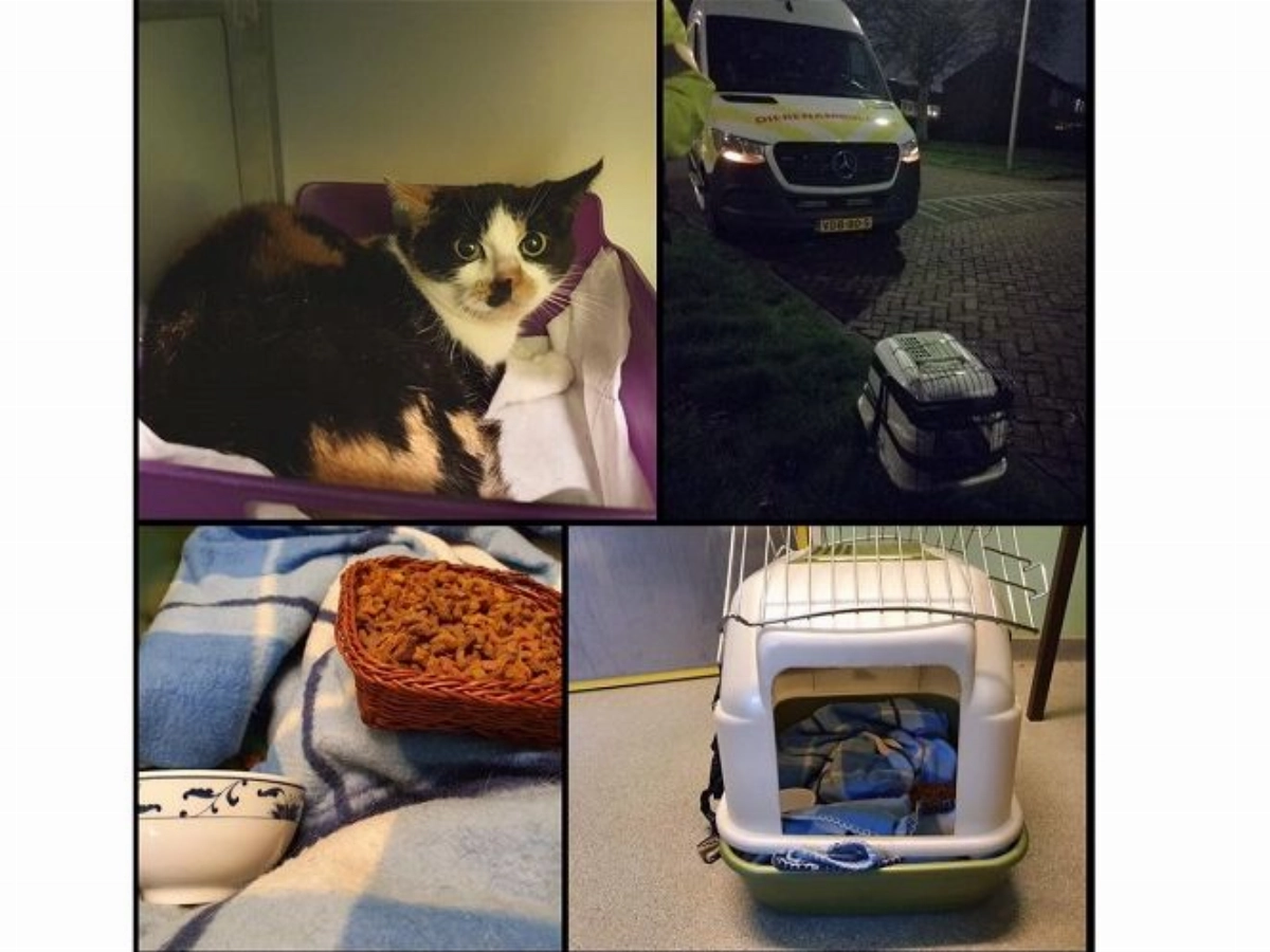 Poes in kattenbak achtergelaten bij het Kastanjedal in #Maassluis.