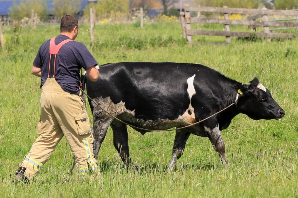 Brandweer haalt koe uit het water aan de Holyweg in #Vlaardingen.