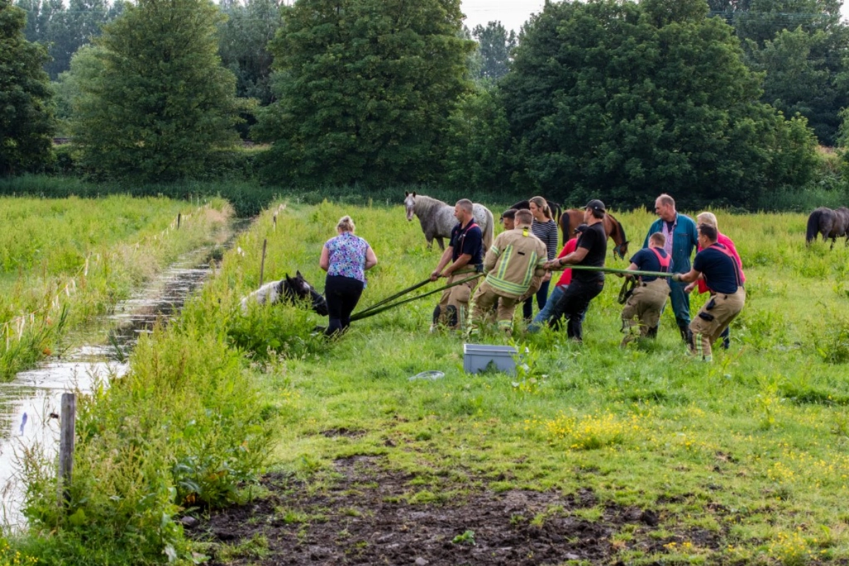 Brandweer redt paard uit de sloot.. #Schiedam