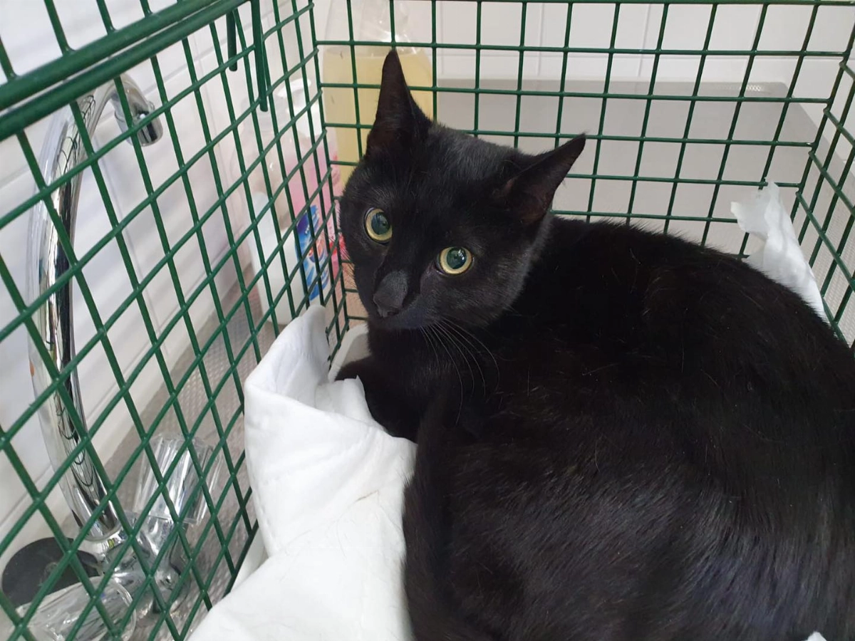 Zwarte kater gevonden in de Wagenmakerhof in #Schiedam..