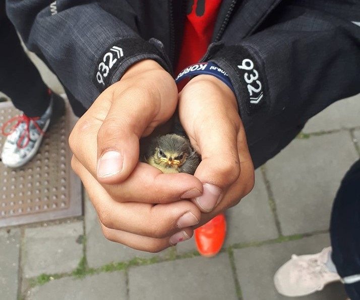 Kinderen redden samen met politie jong vogeltje