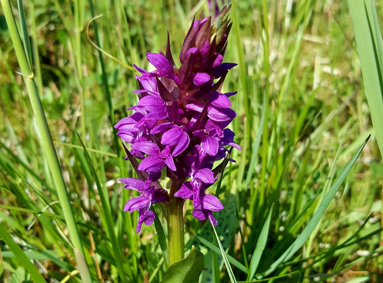 Europese orchidee bloeit weer in Broekpolder