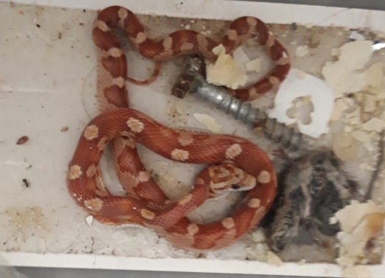 Rode rattenslang gevangen in Vlaardingen