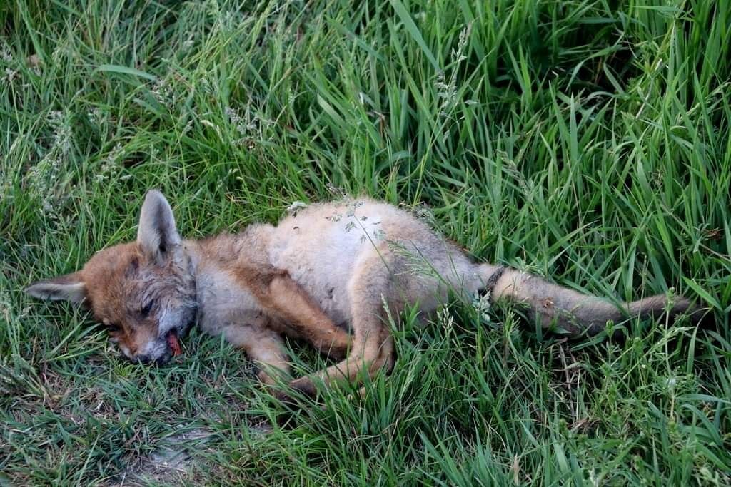 Dood vosje in Broekpolder gestorven aan longworm