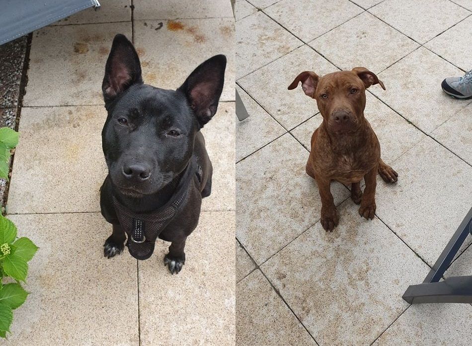 Twee hondjes gevonden: baasje(s) gezocht!