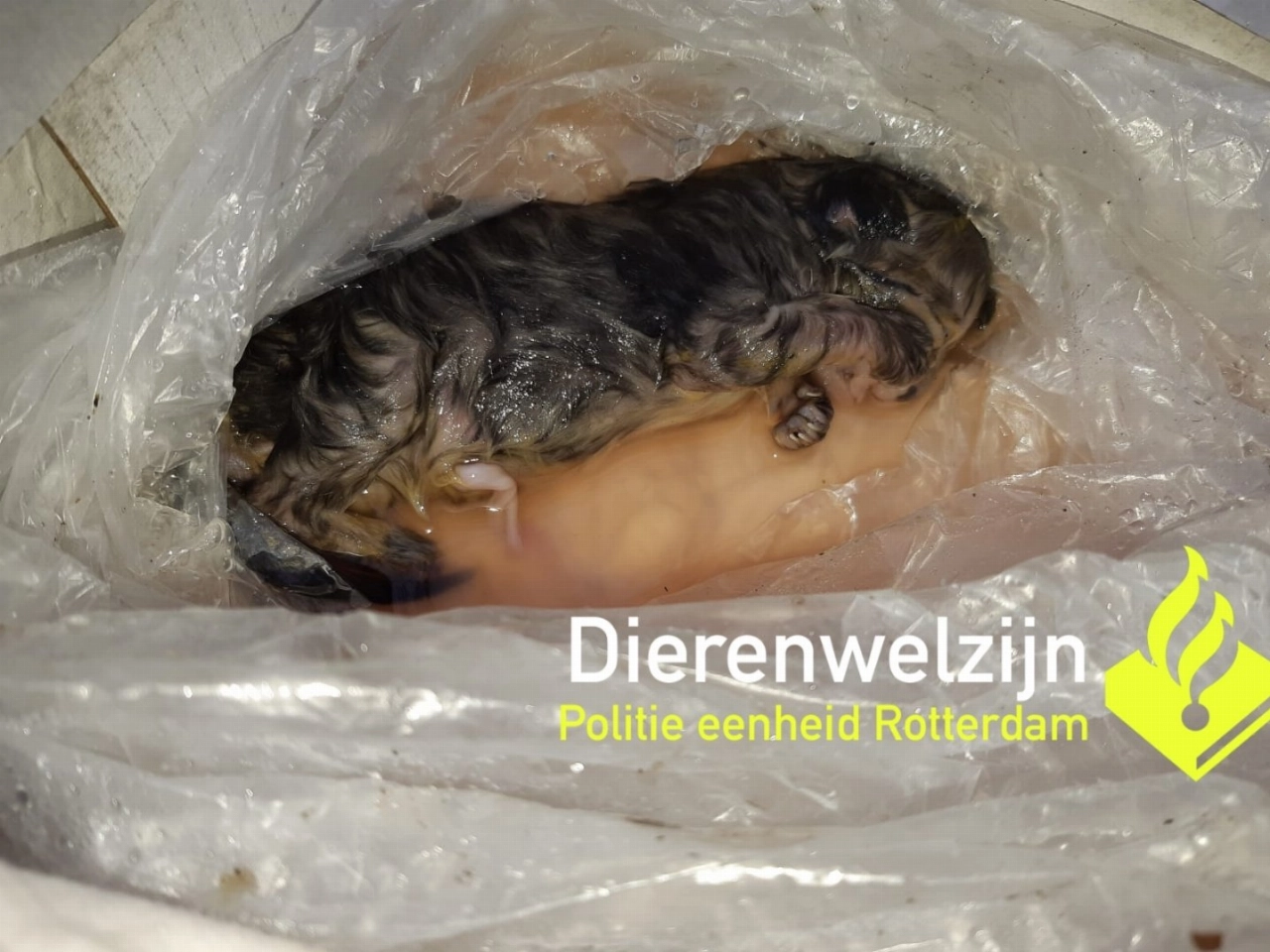 Dode kitten achtergelaten op Boerderijpad