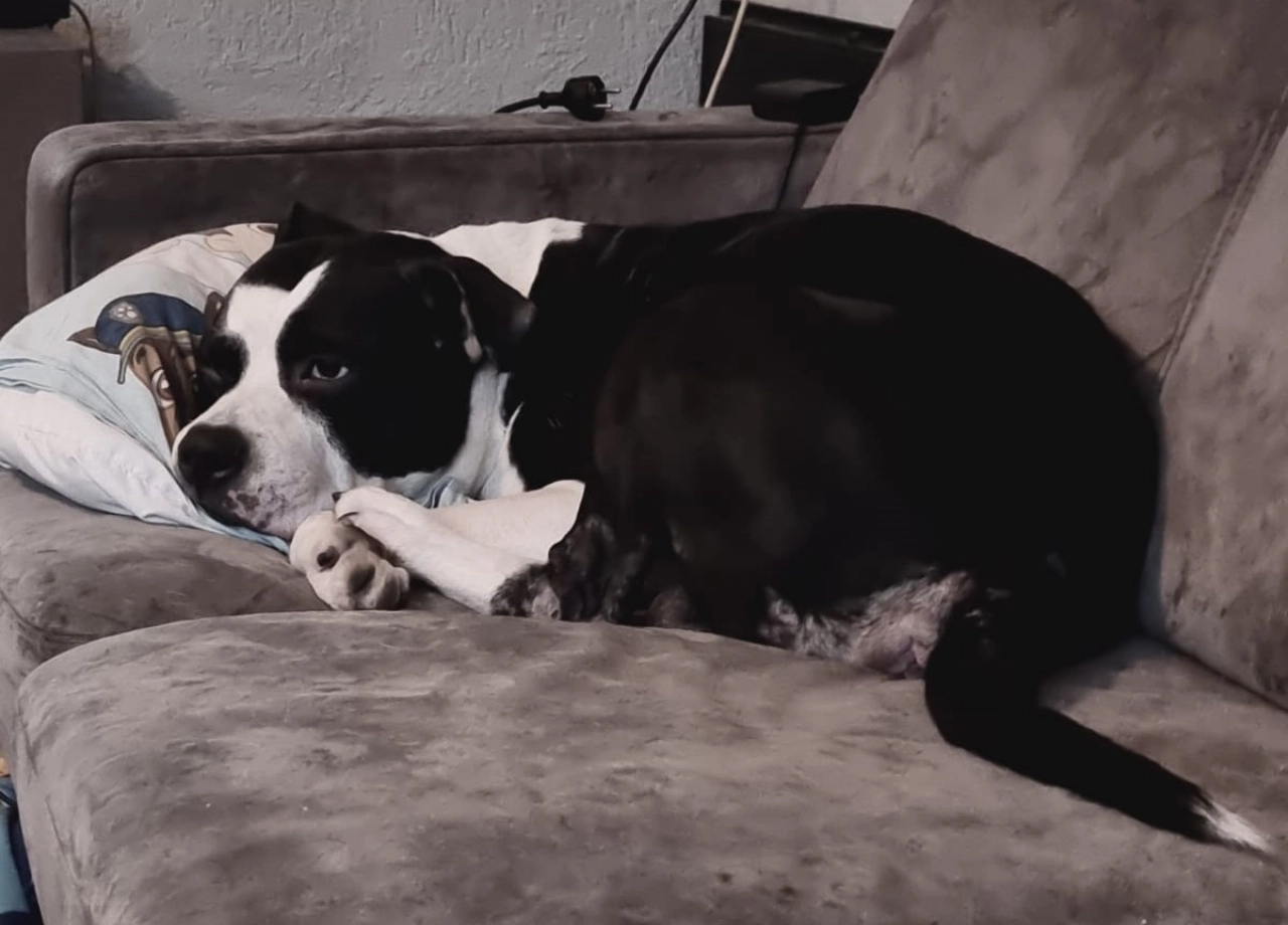 Hond vermist in de Hoevenbuurt