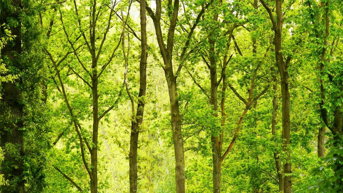 GroenLinks wil meer bomen bij basisscholen