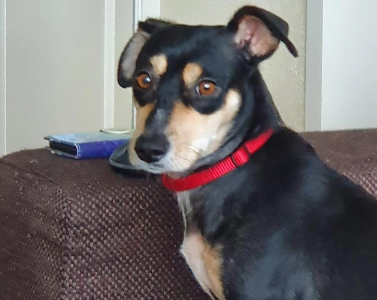 Hondje Catho uit Vlaardingen vermist