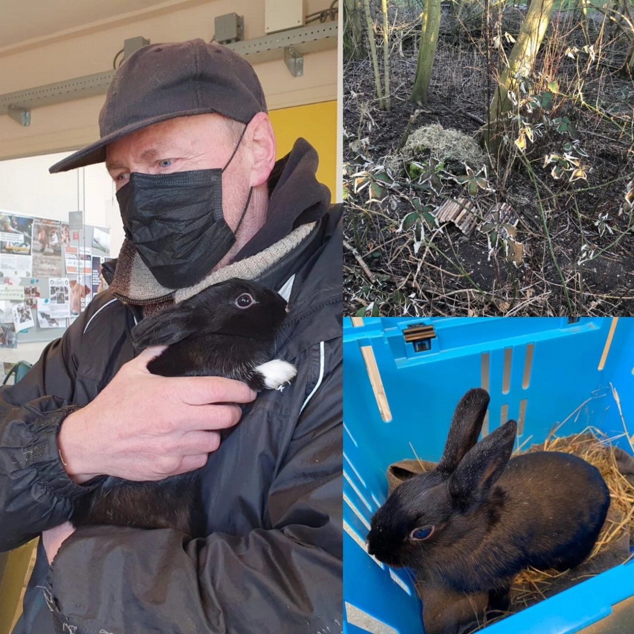 Ook tweede gedumpte konijn Broekpolder gered