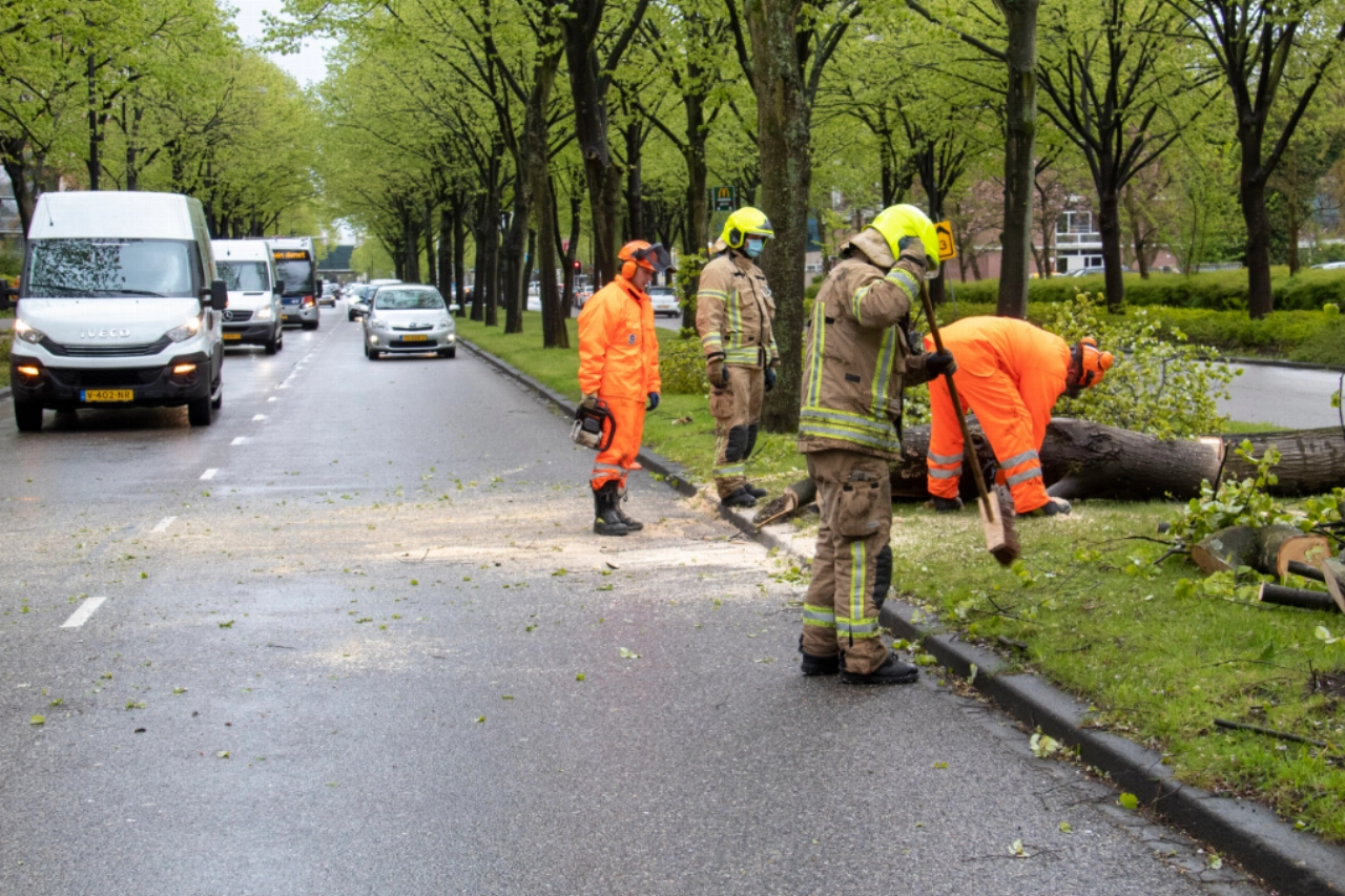 Verkeer Holysingel loopt vast door omgewaaide boom