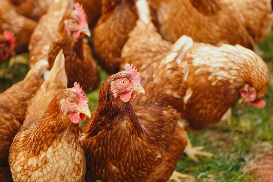 Stank in Vlaardingen door kippenmest