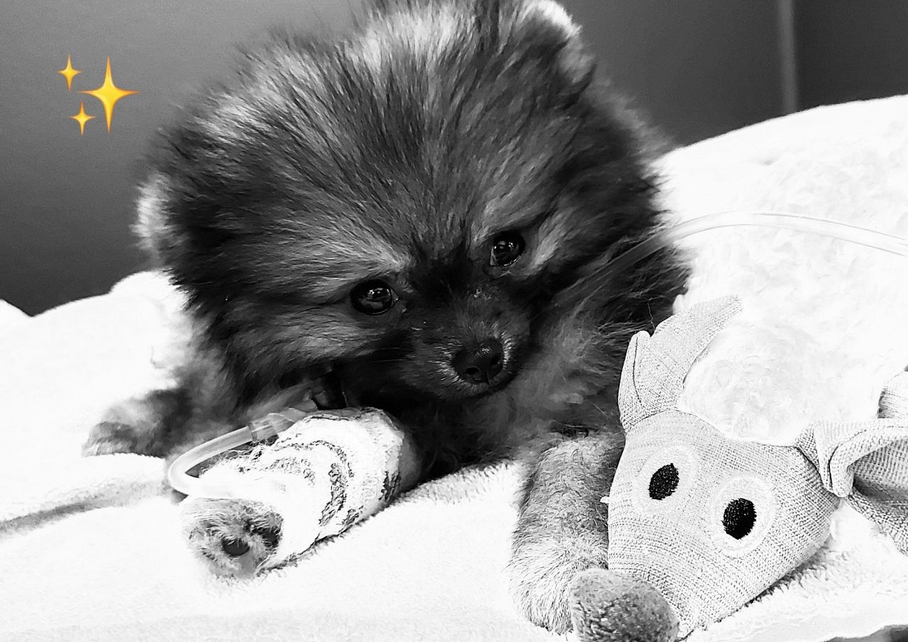 Gedumpte zieke pup Zoya overleden