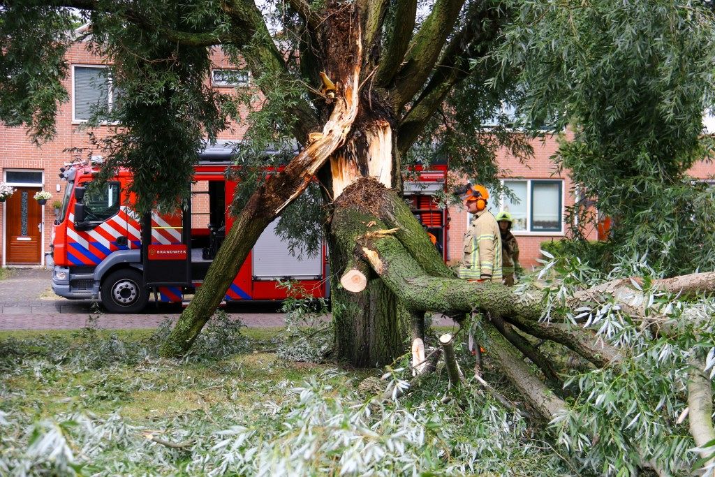 Flink deel van boom afgebroken aan Professor Rutgersstraat