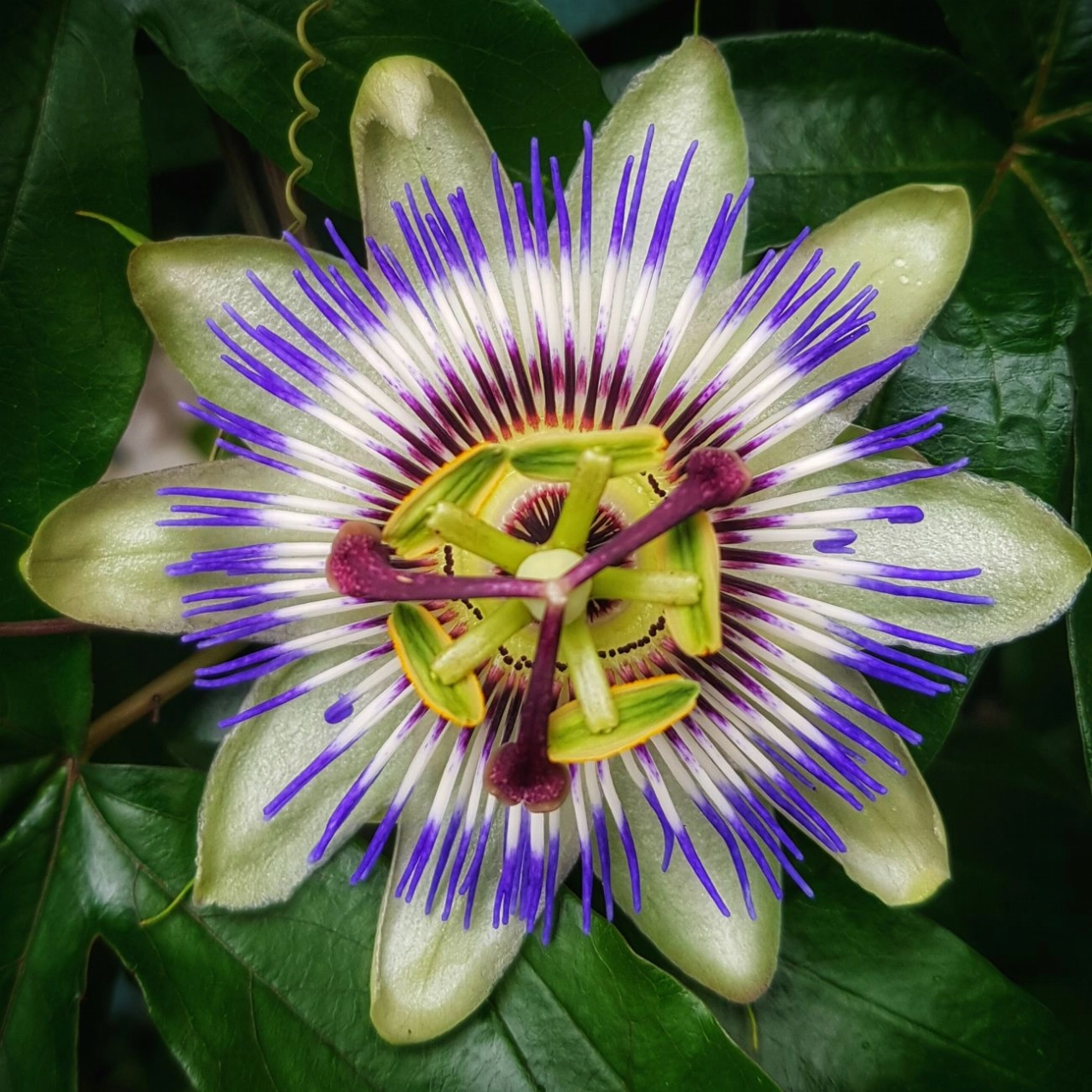 Mandala’s of Nature in de Groene Luiken