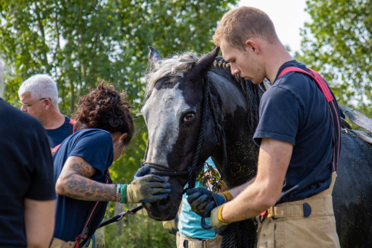 Paard urenlang vast in moddersloot Zuidbuurt