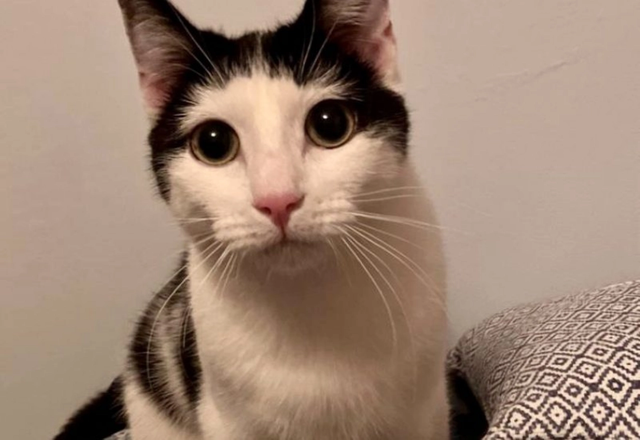 Moppie zoekt een nieuw baasje