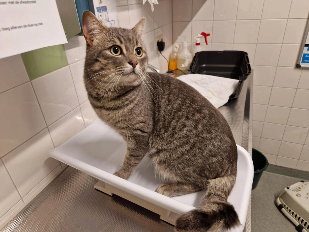 Baasje gezocht: kat lift mee met bezorgdienst!