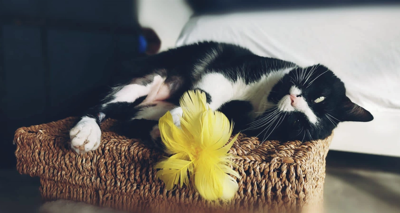 Dierenopvangcentrum: de mooie kanten van Vlaardingen!