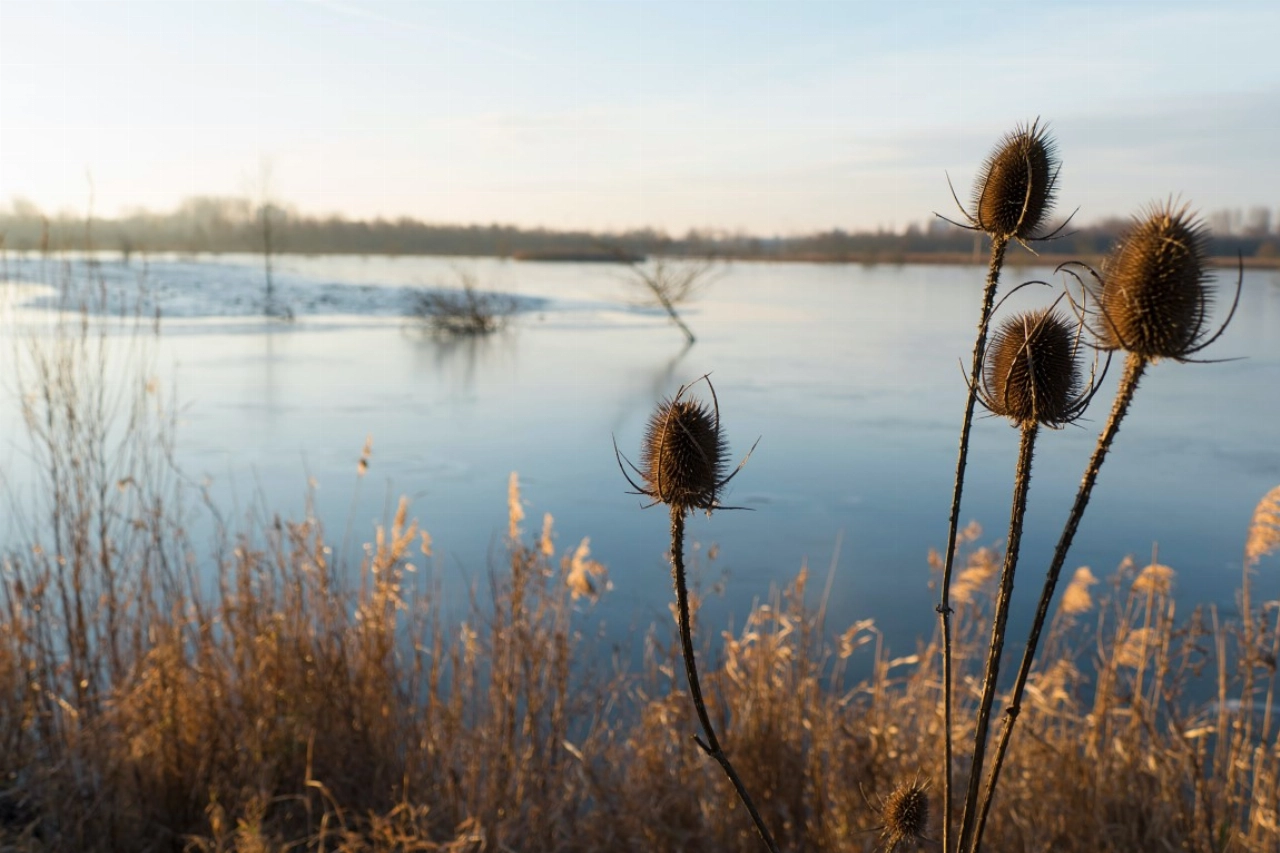 Winterwandeling door de Broekpolder