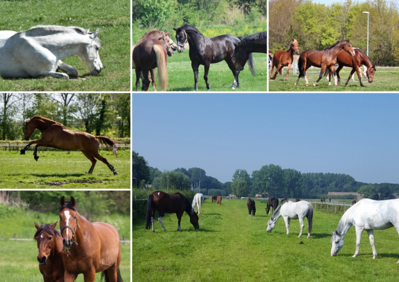 Paardenliefhebbers starten petitie tegen zwembadplannen