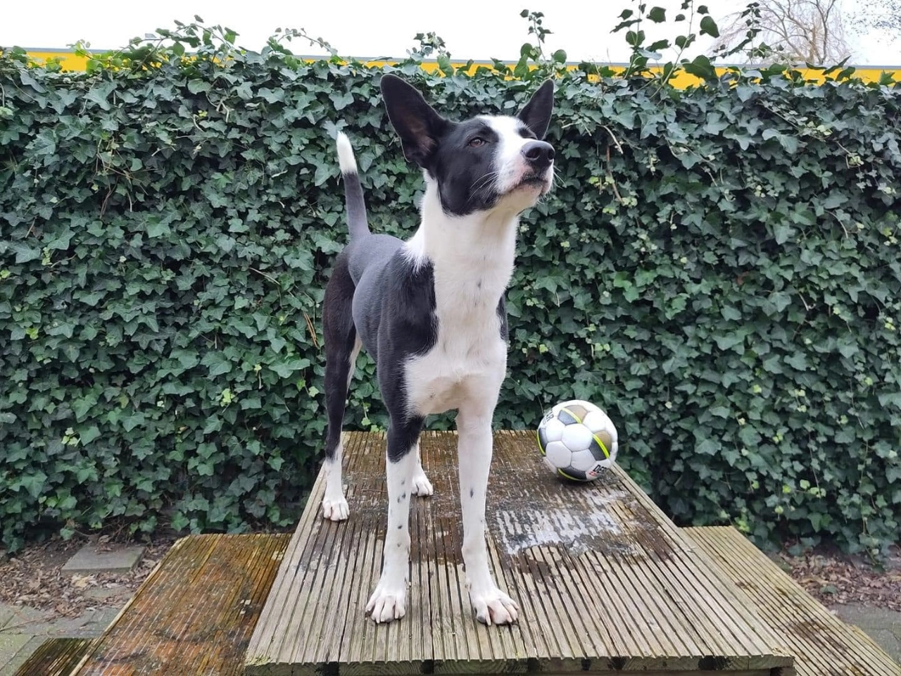 Hulptroepen verzamelen: nieuw thuis gezocht voor Gaia