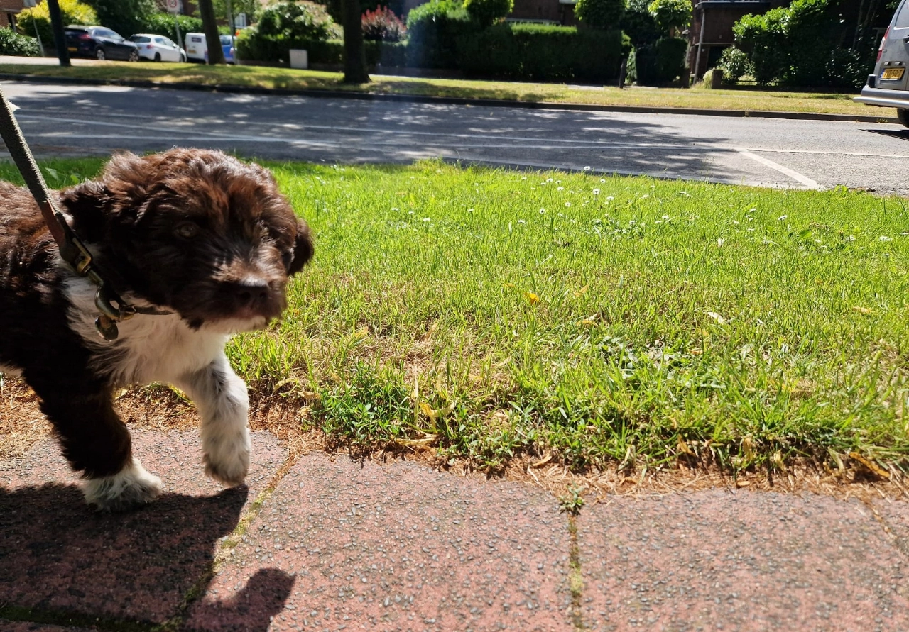 Ingezonden: De gelukkige pup