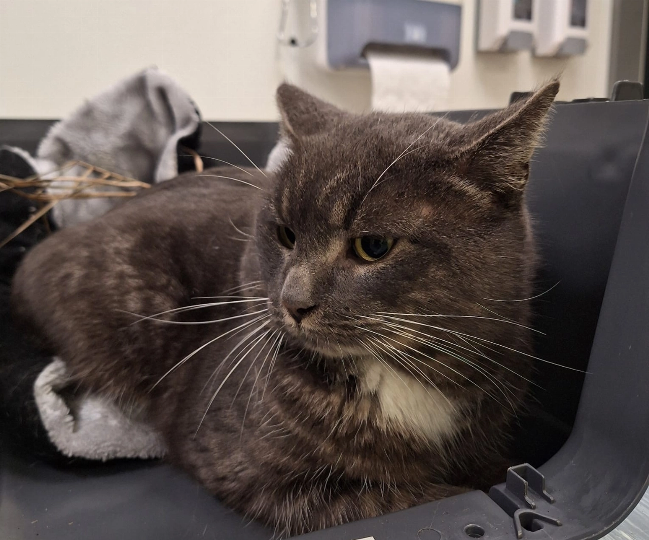 Gewonde kat gevonden in Vlaardingen