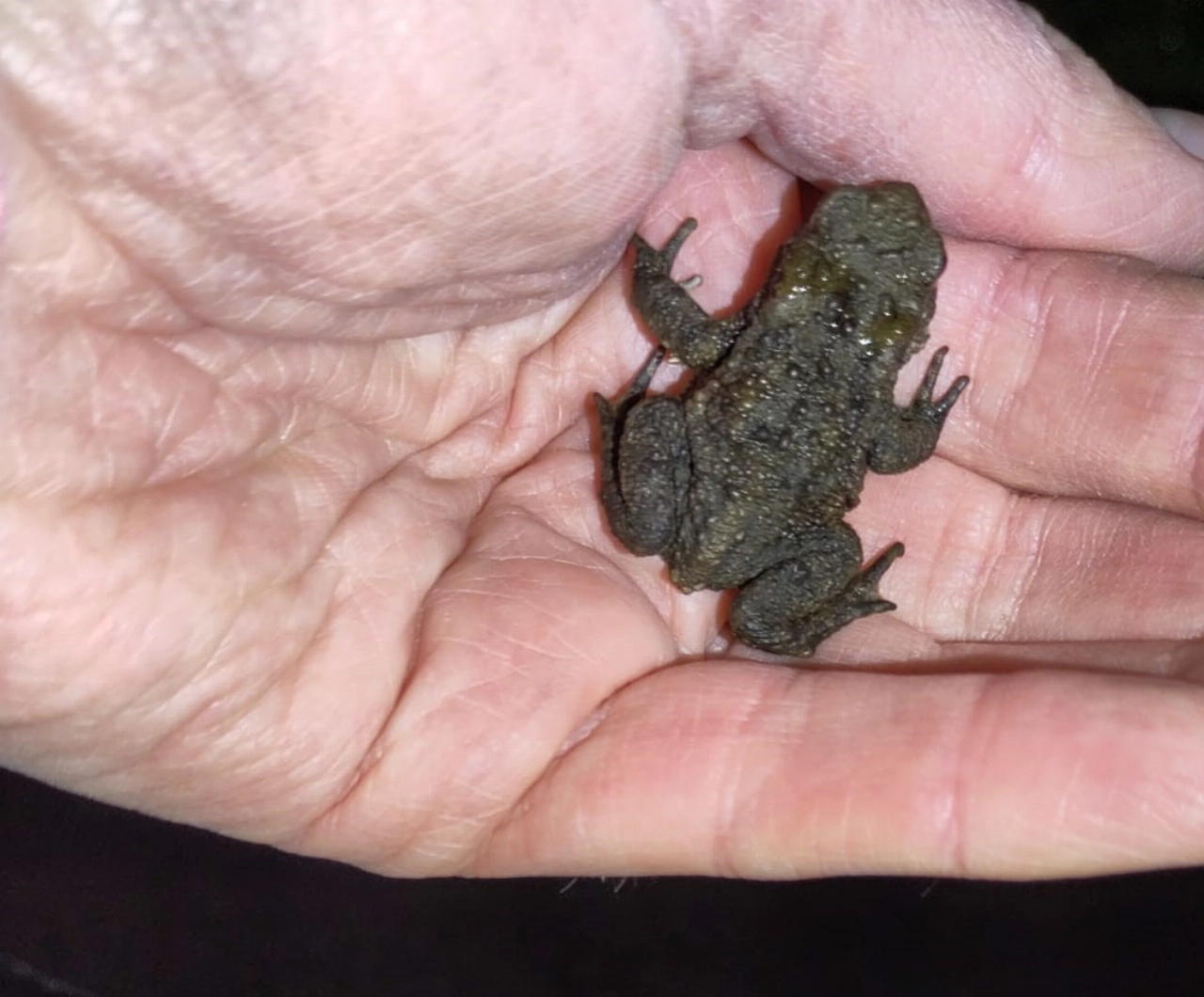 Paddentrek gestart door snelle temperatuurstijging