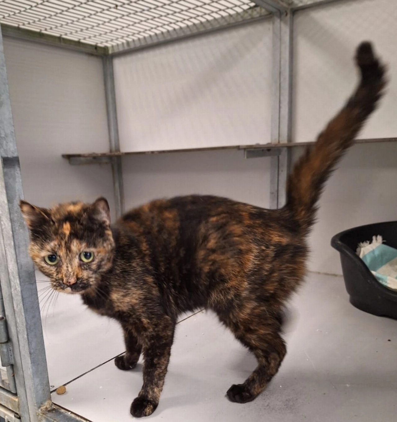 Poes gevonden in Vlaardingen