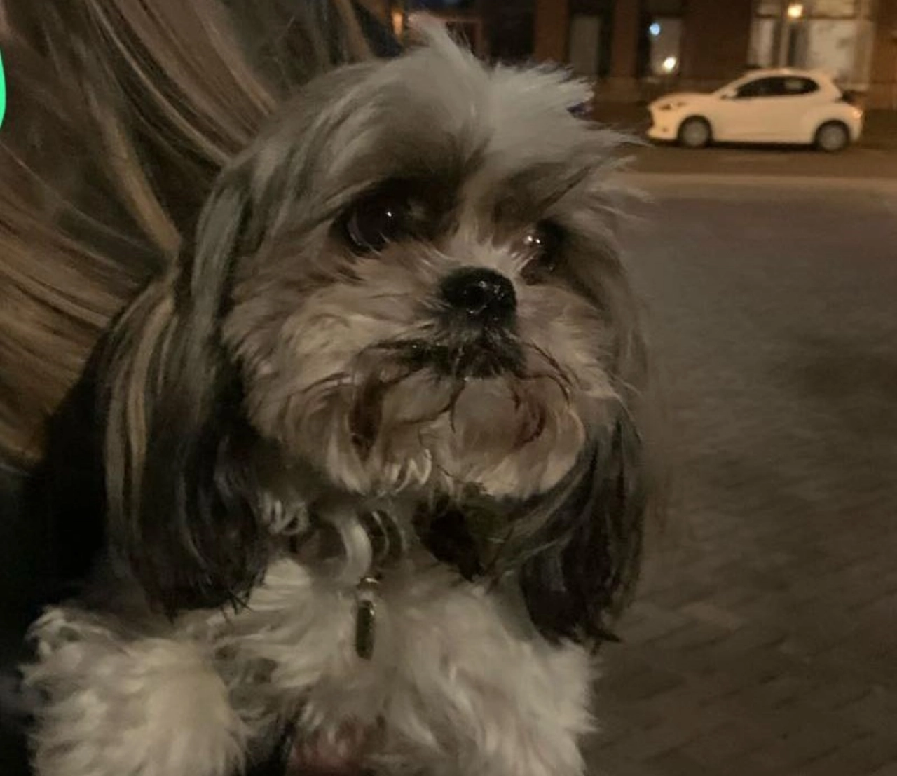 Hondje gevonden, baasje gezocht