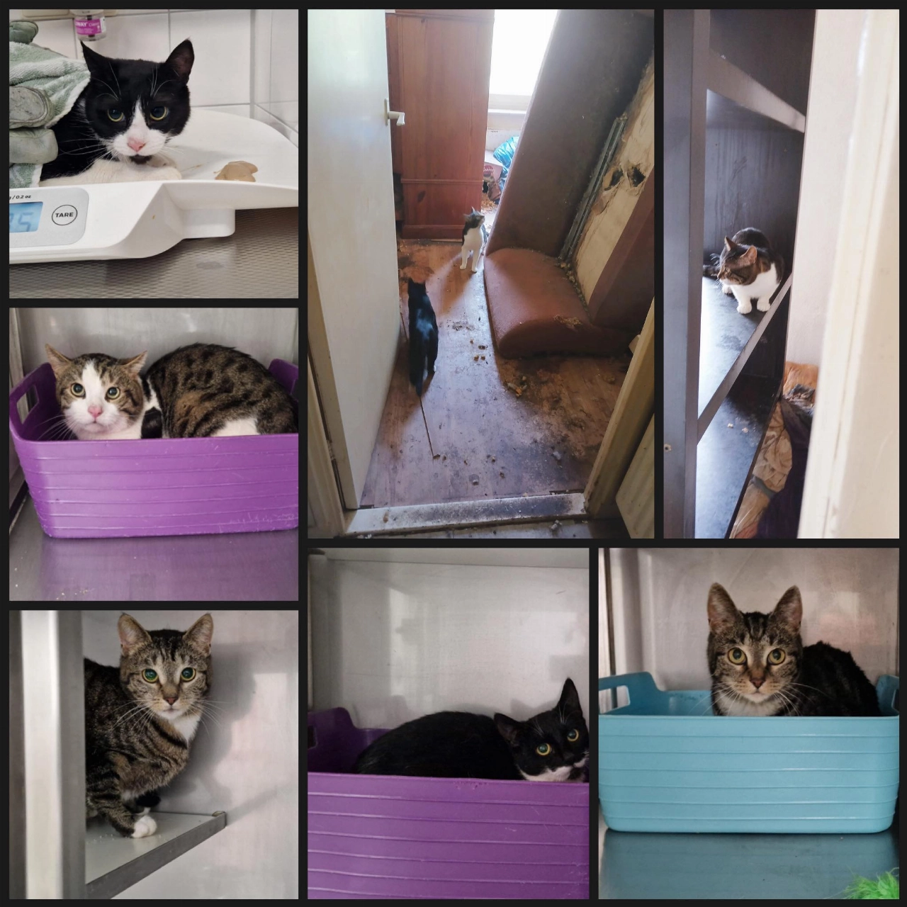 11 katten uit een woning gehaald