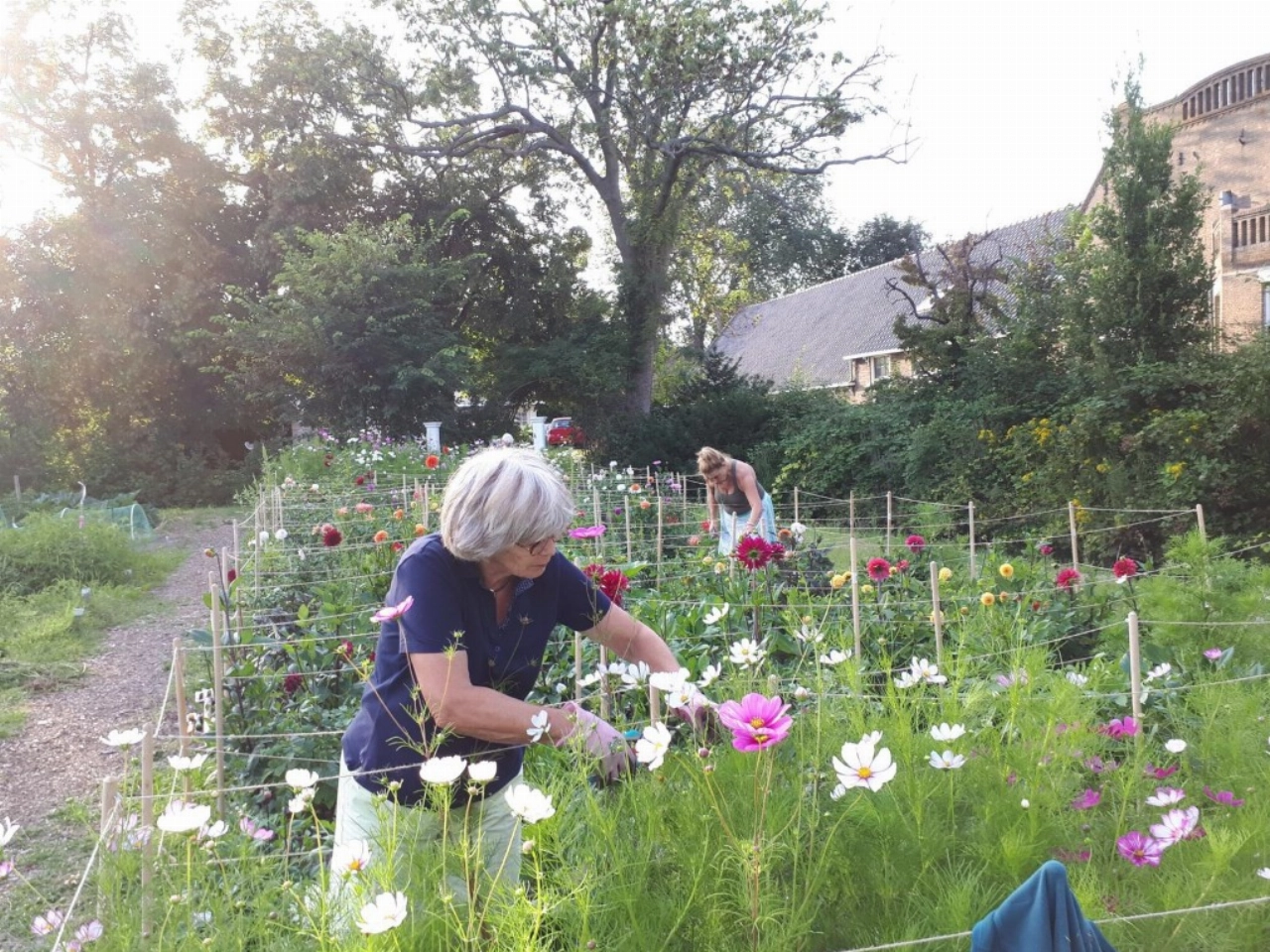 Open Akker bij Stadslandbouw Van Ruytenburch