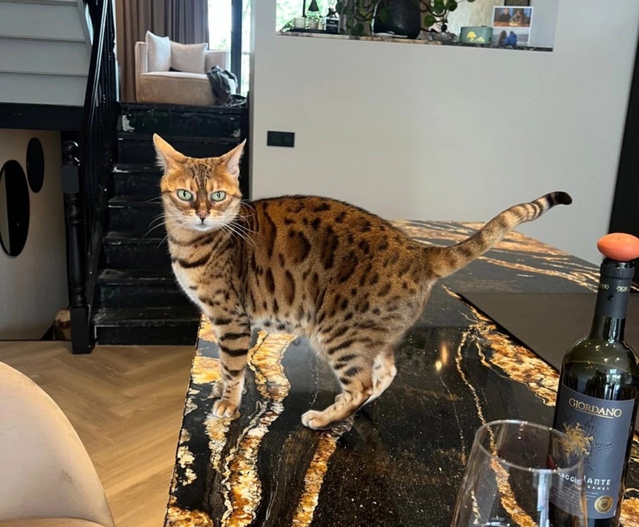 Wie heeft  Kenai gezien?