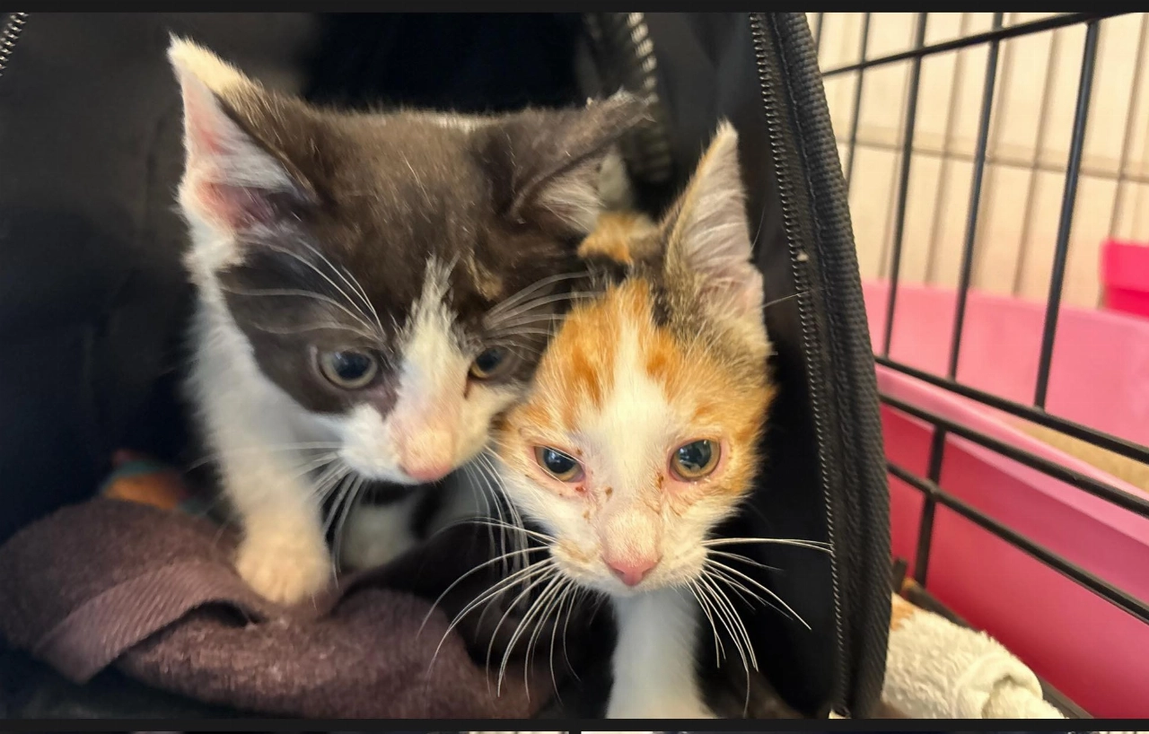 Kittens gedumpt, getuigen gezocht!