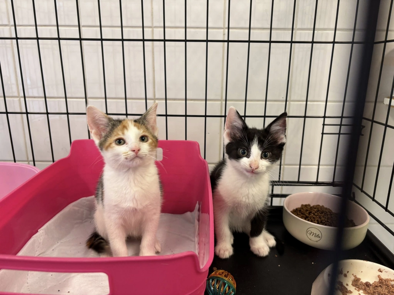 Update uit de ziekenboeg: hoe gaat het met de gedumpte kittens?