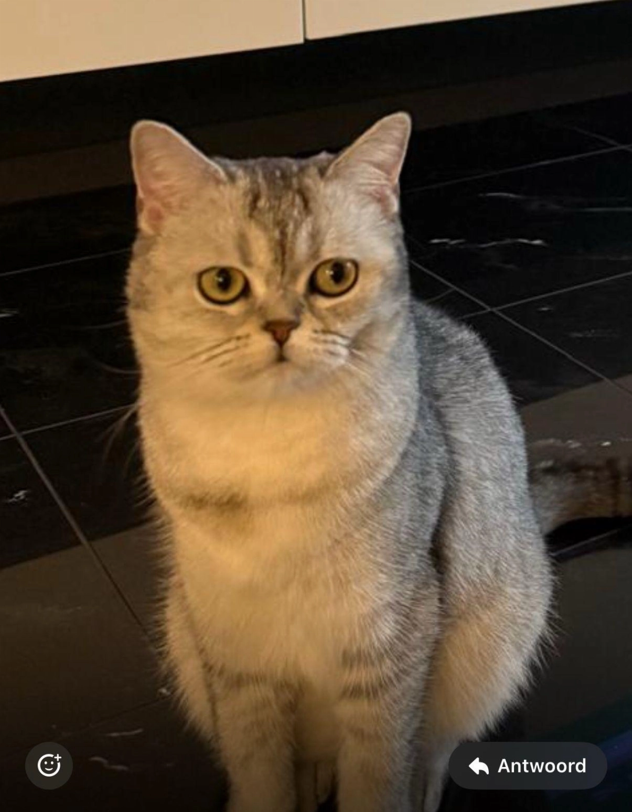 Wie heeft Nala gezien?