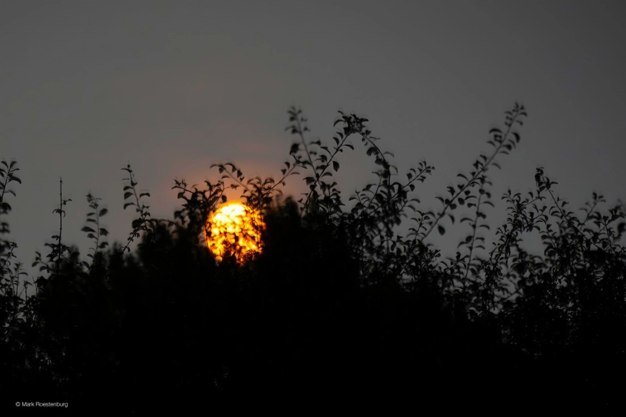Volle maan en vleermuizenwandeling in de Broekpolder