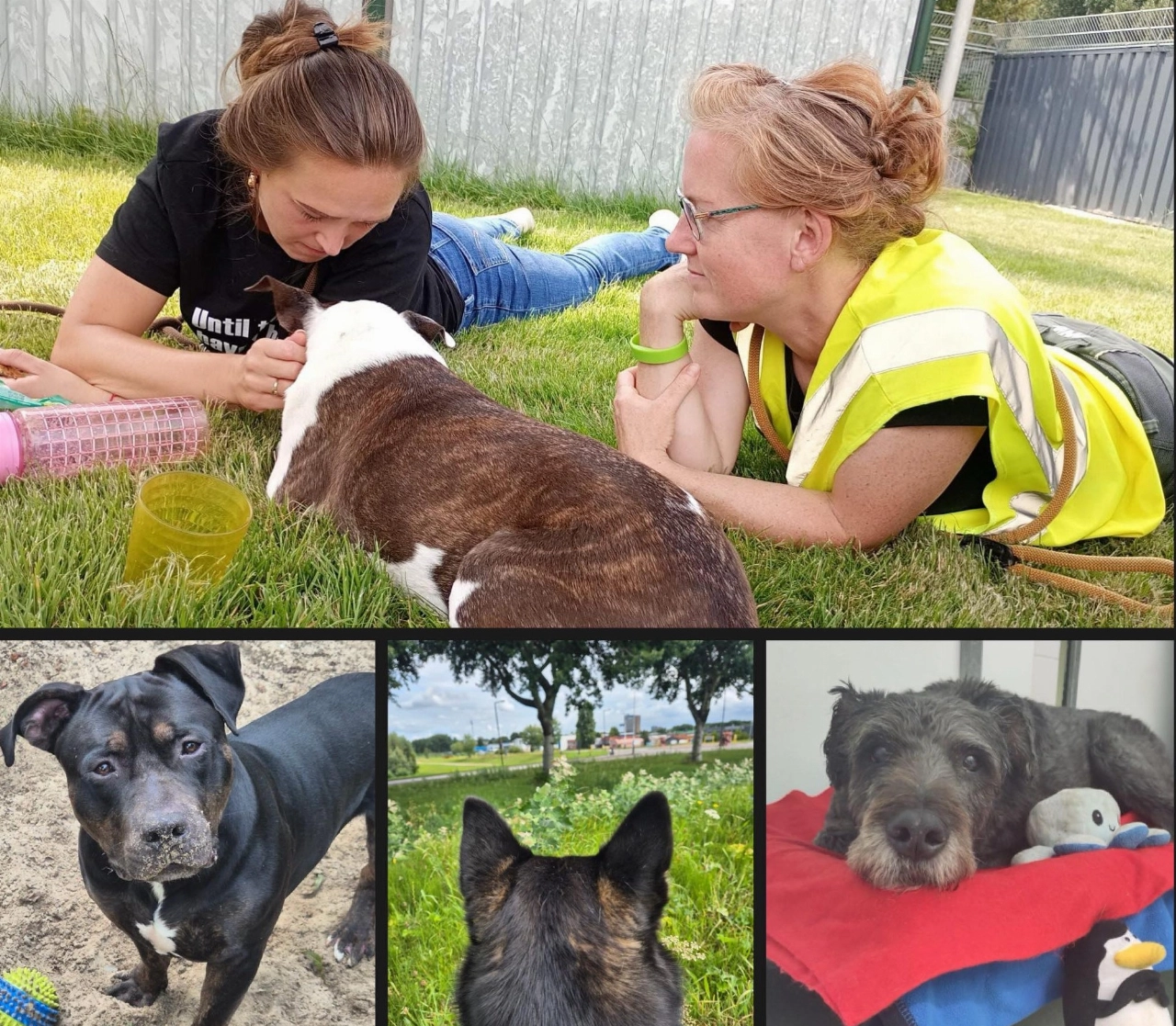 Vrijwilligers gezocht! (niet vies van een beetje hondenkwijl of modderpoten)