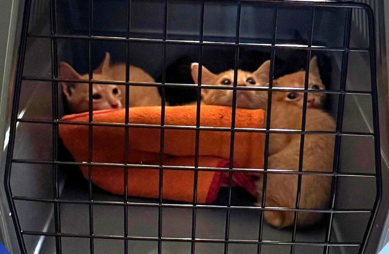 Dierenpolitie haalt tien katten en kittens uit zwaar vervuilde woning