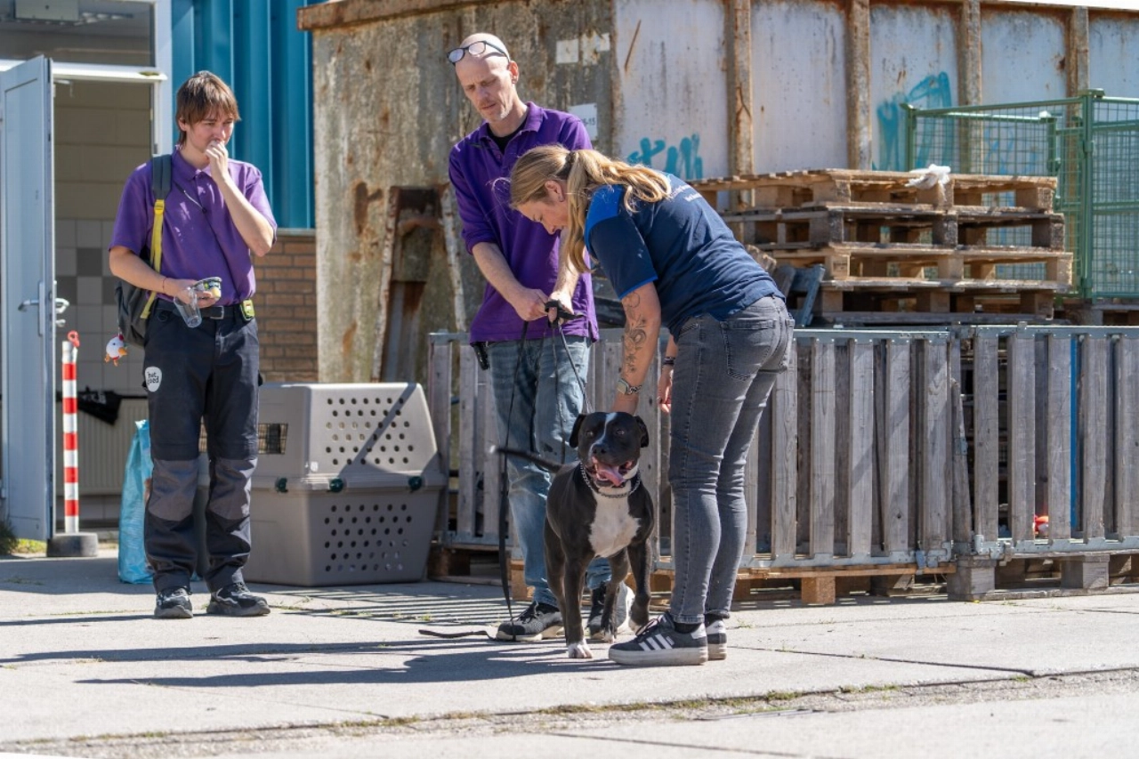 Hond gedumpt bij kringloopwinkel in Vlaardingen