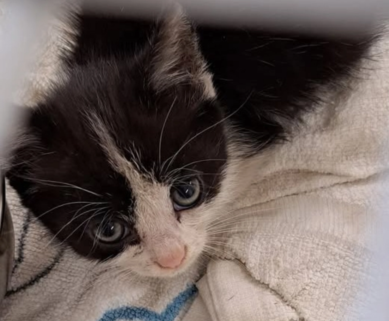 Kitten van zes weken in doos achtergelaten in de Broekpolder