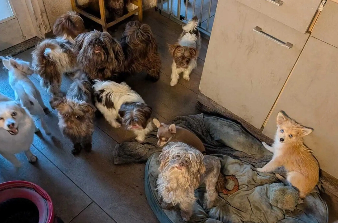 Hulp gevraagd: 45 dieren uit één woning gehaald