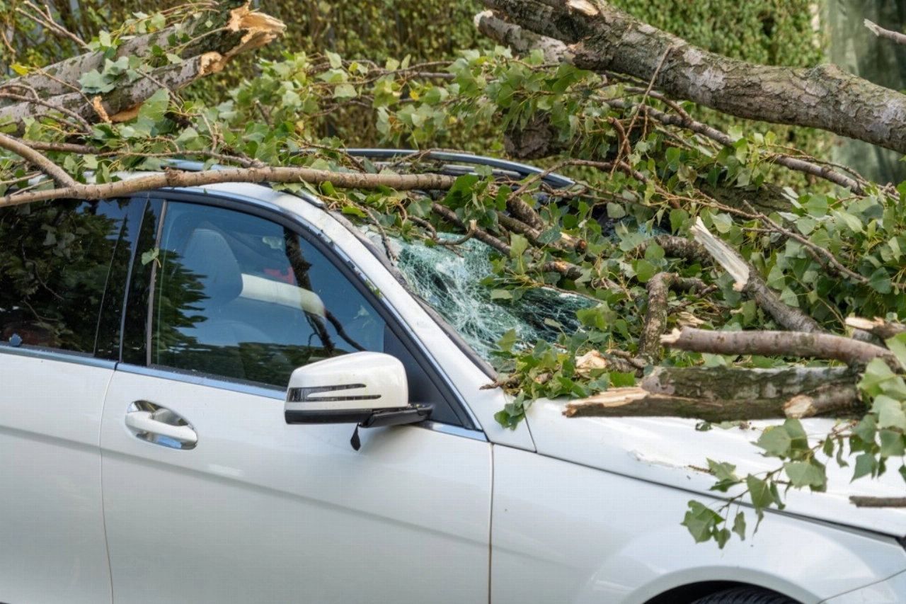 Grote boom waait bovenop auto in Vlaardingen