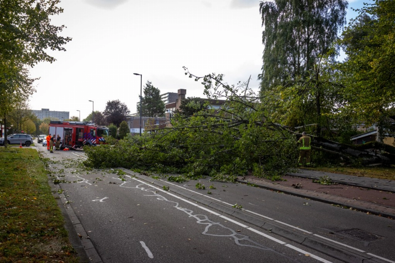 Grote boom waait over de weg in Vlaardingen