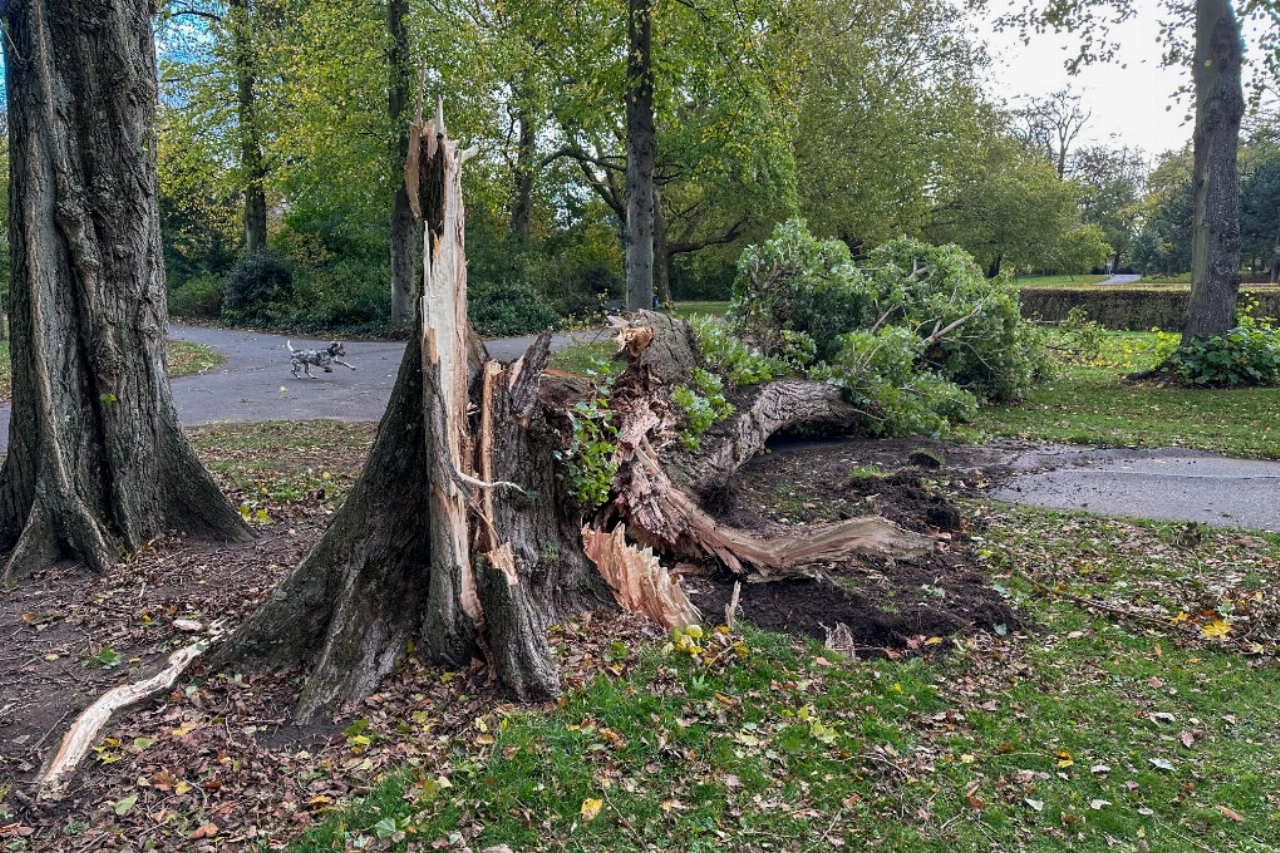 Enorme boom in oranjepark sneuvelt dag na de storm